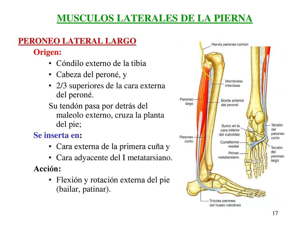 Musculos externos de la pierna